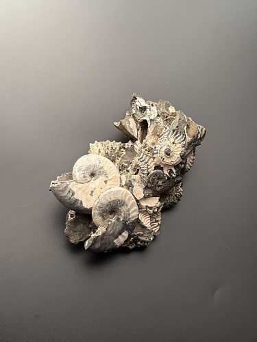 Аммонит Deshayesites volgensis 120х72 мм