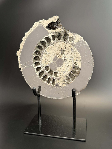 Аммонит Speetoniceras versicolor ПАРА 29х25 см