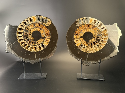 Аммонит Speetoniceras versicolor ПАРА 33х31 см