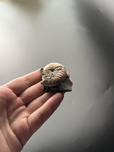 Аммонит Aconeceras trautscholdi 37х31 мм