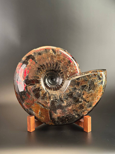 Аммонит Craspedodiskus discofalkatus красный перламутр 