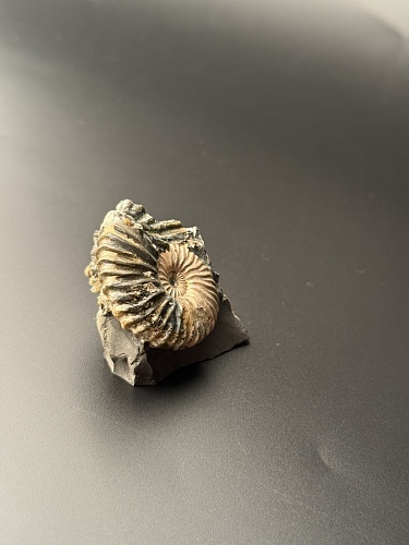 Аммонит Deshayesites volgensis 41х40 мм