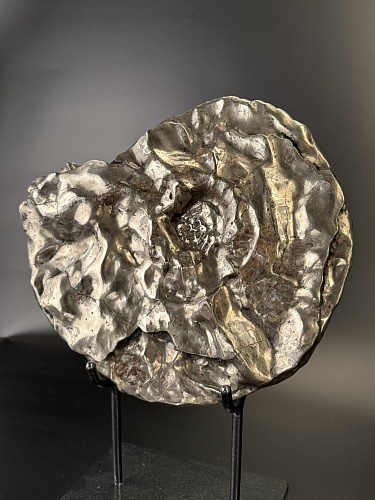 Аммонит Craspedodiskus discofalkatus 36х31 см