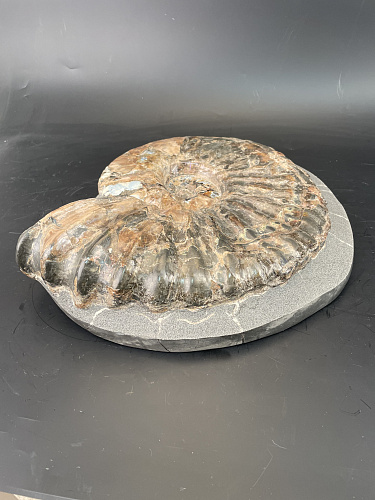 Аммонит Paradeshayesites sp. 350х290 мм